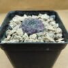 Sulcorebutia rauschii f. violacidermis