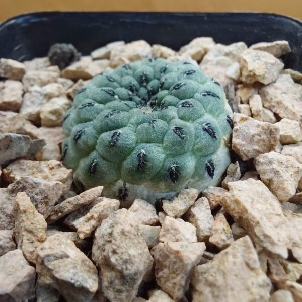 Sulcorebutia rauschii cv. apple green
