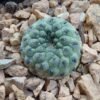 Sulcorebutia rauschii cv. apple green