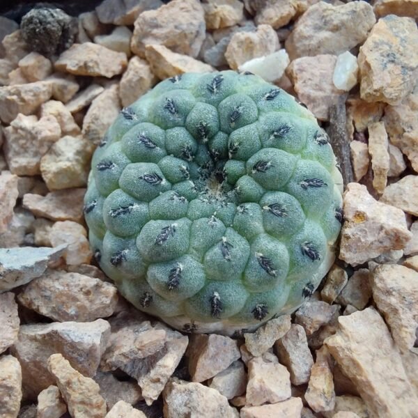 Sulcorebutia rauschii cv. apple green