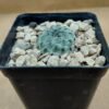 Sulcorebutia rauschii cv. apple green