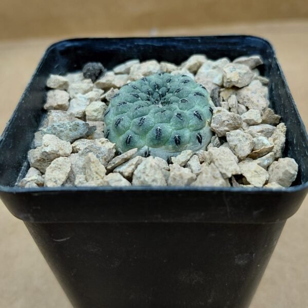 Sulcorebutia rauschii cv. apple green