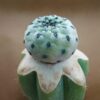 Sulcorebutia rauschii cv. apple green