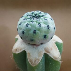 Sulcorebutia rauschii cv. apple green