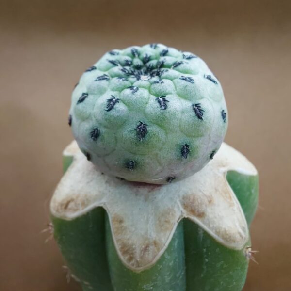 Sulcorebutia rauschii cv. apple green