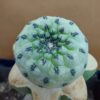 Sulcorebutia rauschii cv. apple green