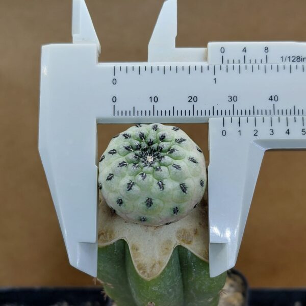 Sulcorebutia rauschii cv. apple green