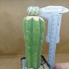 Sulcorebutia rauschii cv. apple green