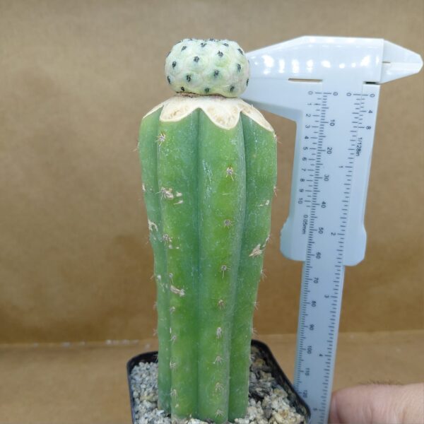 Sulcorebutia rauschii cv. apple green