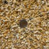 1 kg Gravilla Amarillo Importada 2-4 mm